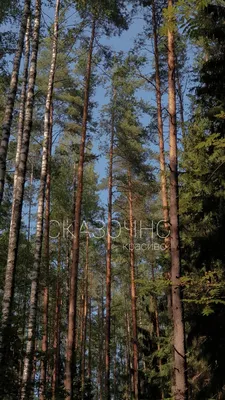 изображение леса с большими деревьями и папоротниками, спокойствие, высокое  разрешение, поездки внутри страны фон картинки и Фото для бесплатной  загрузки