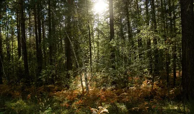 Русский лес впервые обретёт хозяев. Его разрешили признавать частной  собственностью — Секрет фирмы