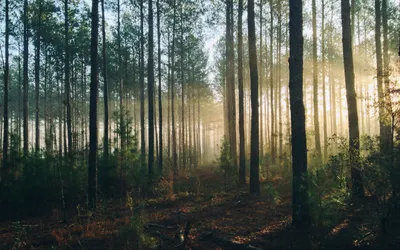 Как купить у государства лес для строительства дома