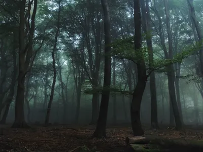 10 волшебных лесов | «Властелина колец» | «Аватар»
