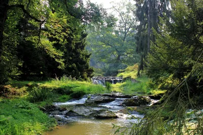 Лес и река