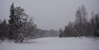 Коттеджный поселок Лес и Река, Павло-Слободское с/п, Лобаново д, отзывы и  цены