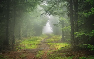 Фотографія Осенний лес после дождя / Галанзовская Оксана / photographers.ua
