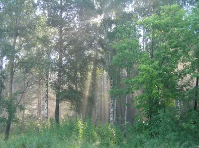 Красивый Дикий Лес После Дождя. Фотография, картинки, изображения и  сток-фотография без роялти. Image 84338920