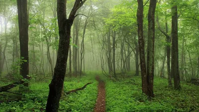 Картинка природа. Лес, деревья, природа, туман, тропинка, пейзаж. |  Пейзажи, Лес, Природа