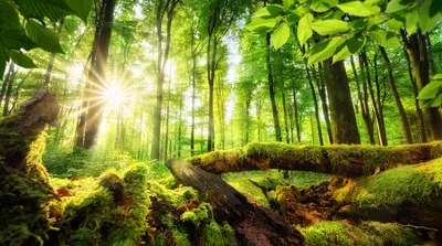 Немецкий лес | Климатический фактор, жизненное и экономическое пространство