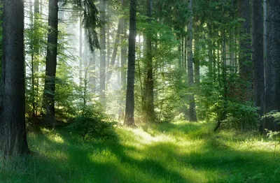Звуки природы: шум леса слушать онлайн и скачать бесплатно🎧