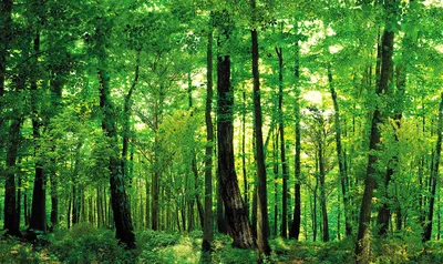 Обои природа, листопадные, северный …» — создано в Шедевруме