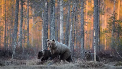 природа,лес,речка,река,утро у реки, туман на реке пейзаж, осенний  пейзаж,парк , гидропарк. Photos | Adobe Stock