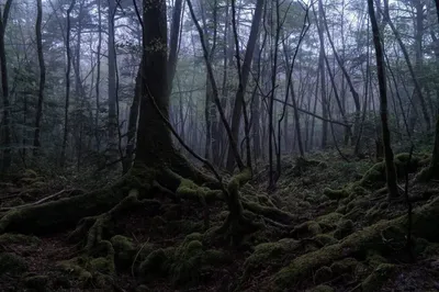 Фильм «Лес самоубийц» / Jukai Mura / Sucicide Forrest Village (2021) —  трейлеры, дата выхода | КГ-Портал