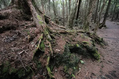 Аокигахара - лес самоубийц (описание под фото) | Пикабу