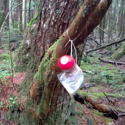Аокигахара — лес самоубийц в Японии | STENA.ee