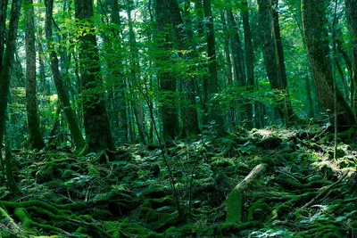 Черно белый лес самоубийц» — создано в Шедевруме