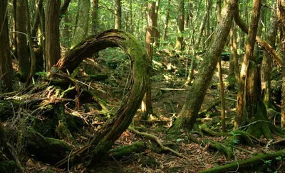 Aokigahara - Лес самоубийц. • Форум Винского