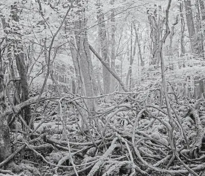 Spent a day in a Suicide Forest - Aokigahara | Japan - YouTube