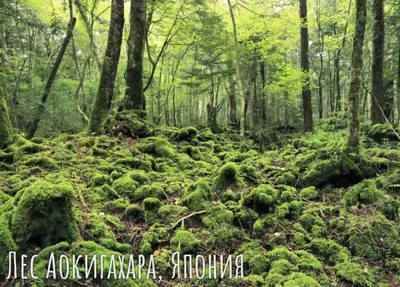 Аокигахара – легендарный лес самоубийц в Японии | Ritual.ru | Дзен