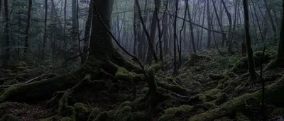 Аокигахара Дзюкай, темная лесистая сцена японского леса самоубийц, Stock  Footage Включая: аокигахара и запрещено - Envato Elements