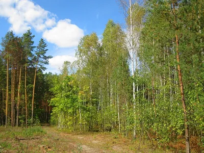 Осенние краски леса / Лес Центрального района г Тольятти, сентябрь 2016г