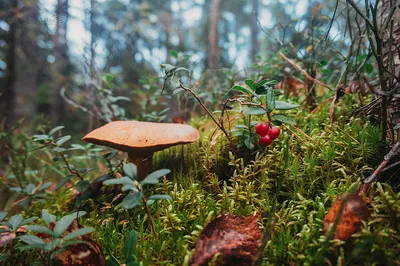 Осенний лес. Фотограф Вера Ра