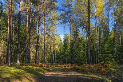 Лес в сентябре / Лес в сентябре / Фотография на PhotoGeek.ru