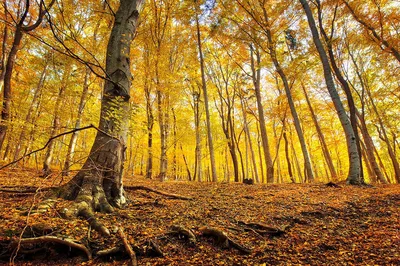 Осенний лес | Пикабу