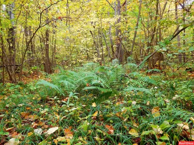 Лес в сентябре стоковое фото. изображение насчитывающей цвет - 33662230