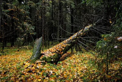 Лес в сентябре фото 68 фото