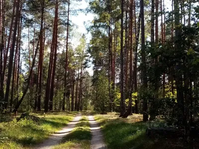 Лес в Европе в в конце сентября. Стоковое Изображение - изображение  насчитывающей среда, место: 35890789