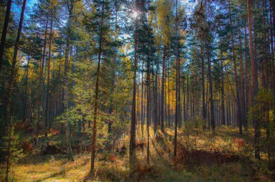 Лес в сентябре стоковое фото. изображение насчитывающей завод - 33662234