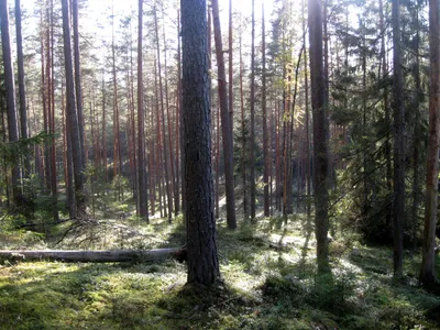 Фотография Сентябрьский лес из раздела пейзаж #6373635 - фото.сайт -  sight.photo