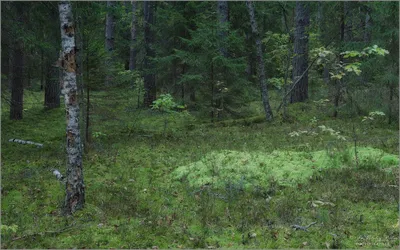 В лес нельзя: запрет на посещение лесных участков в Ростовской области  продлили до 11 сентября