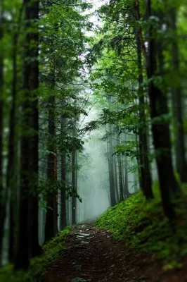 Лес вертикальное фото фото