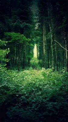 🌿 Дорога в деревню проходит через сосновый лес. Местные жители, проезжая  мимо меня, часто предлагают подвести. Но я отказываюсь, потом… | Лес,  Природа, Архитектура