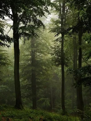Сосновый Лес Вертикальных Фон Стоковые Фотографии | FreeImages