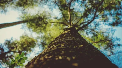 Зелёный лес | Пикабу