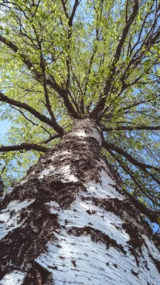 Небоскреб «Вертикальный лес» в Китае будет вырабатывать 60 килограммов  кислорода в сутки