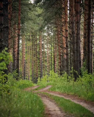 Сосновый лес в Valsain Сеговии Испании. Вертикальное изображение. Стоковое  Фото - изображение насчитывающей картина, напольно: 195447190