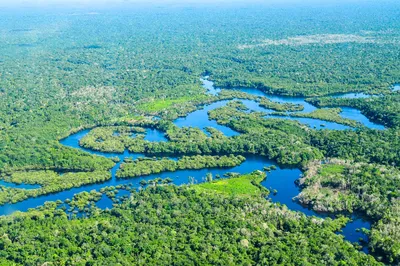Тропические леса Амазонки перестанут быть зелеными легкими планеты