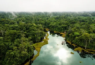Тропические леса Амазонки достигают точки невозврата из-за изменения  климата - АЗЕРТАДЖ