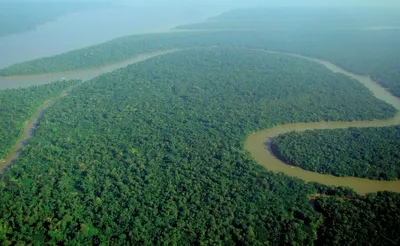Леса Амазонии гибнут из-за экологических преступлений при бездействии  властей Бразилии