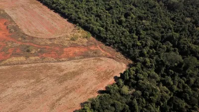 Леса Амазонки вырубают с рекордной скоростью. Защитники природы винят  Болсонару - BBC News Русская служба