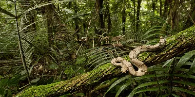 15 интересных фактов о дождевых лесах Амазонии - Компания Туристический  Клуб | TCC.UA