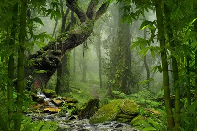Путешествие в джунгли Амазонки - что важно знать | Planet of Hotels