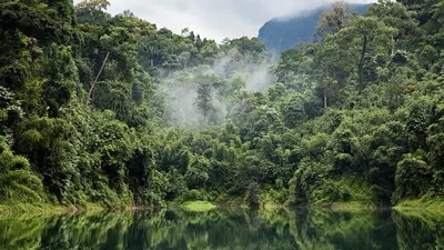 Тропические леса Амазонки против простуды и инфаркта | Рослесинфорг | Дзен