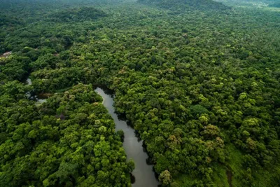 Исследование: леса Амазонки могут погибнуть через 50 лет: Новости ➕1,  11.03.2020