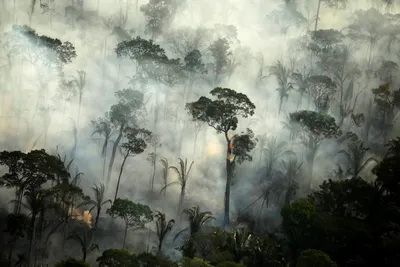 Катастрофа для лесов Амазонки: вызов для Земли