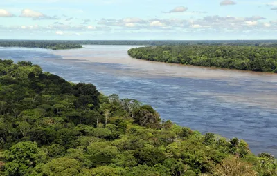 Дождевые леса Амазонии — Википедия