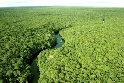 Леса Амазонки за год сократились на территорию Израиля: Новости ➕1,  28.01.2021