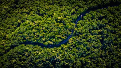 Лёгкие планеты: тропические леса Амазонки | Новый Свет | Дзен