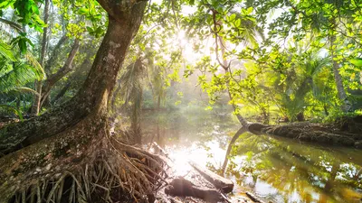 Леса Амазонки - Фотообои - купить недорого в Киеве | «Экспографика»